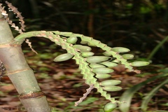 Pinanga dicksonii